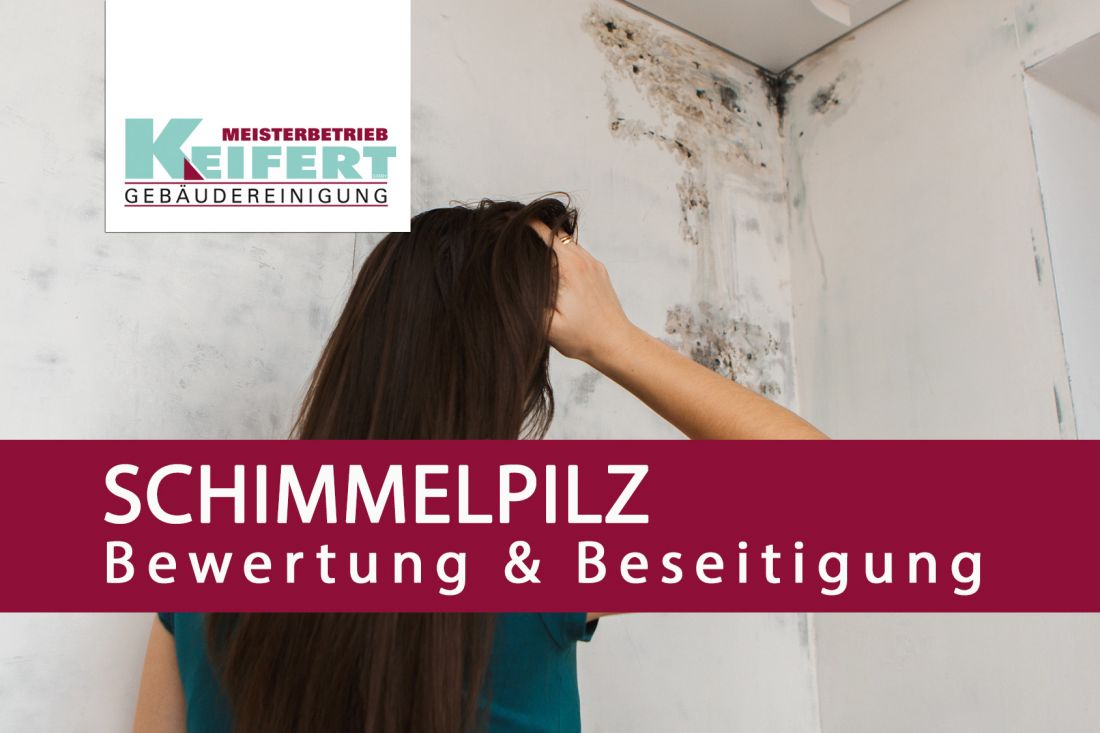 Schimmelpilz - Bewertung & Beseitigung